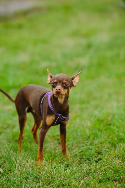 Lindo Ratter Praga Jugando Aire Libre Durante Día —  Fotos de Stock