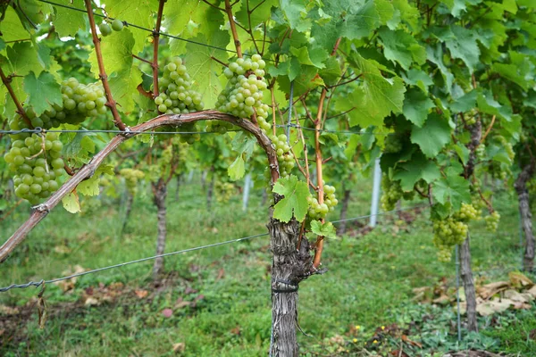 Снимок Крупным Планом Выращивания Винограда — стоковое фото