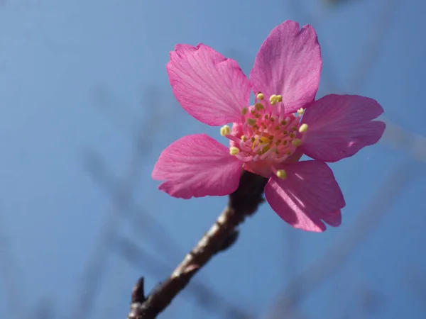 Closeup Shot Perfect Sakura Flower Beautifully Illuminated Petals — Stock Photo, Image