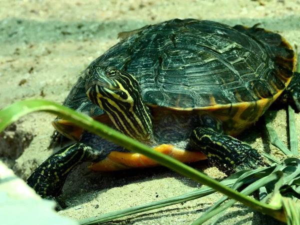 Nærbillede Malet Skildpadde Sollyset - Stock-foto