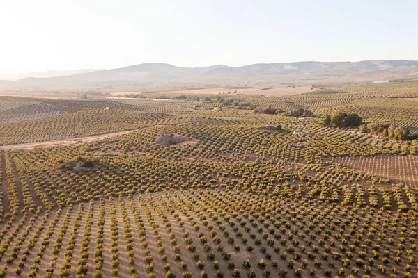 Vista Aérea Uma Vinha Zona Rural Andaluzia Espanha — Fotografia de Stock
