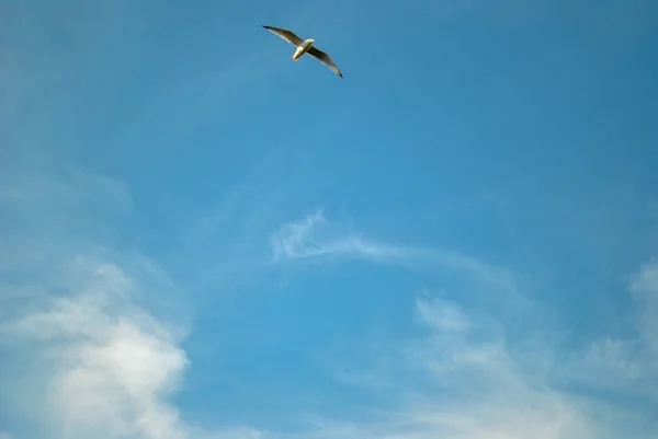 Ein Tiefflug Des Blauen Himmels Mit Einem Vorbeifliegenden Vogel — Stockfoto