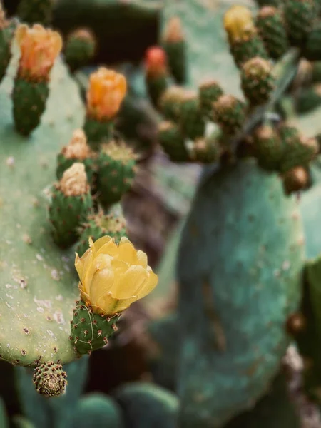 Primer Plano Vertical Hermosas Flores Floreció Cactus —  Fotos de Stock