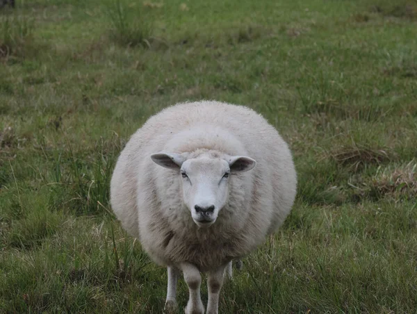 White Sheep Farm Rural Area — Stock Photo, Image