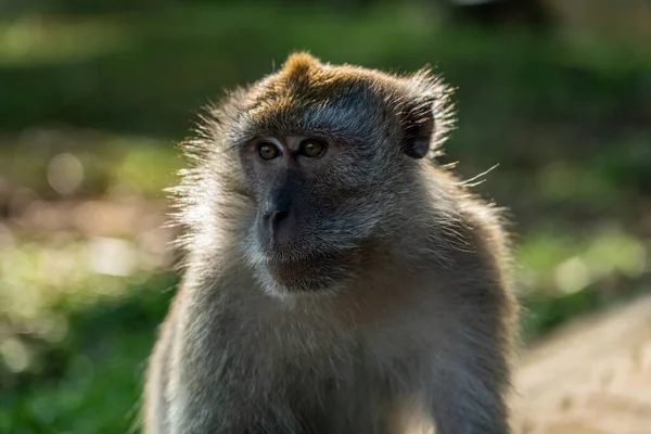 Portrait Près Macaque Longue Queue Singe Air Intense Plan Horizontal — Photo