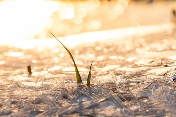 Grama Verde Caule Crescendo Através Gelo Geada Fundo Luz Solar — Fotografia de Stock