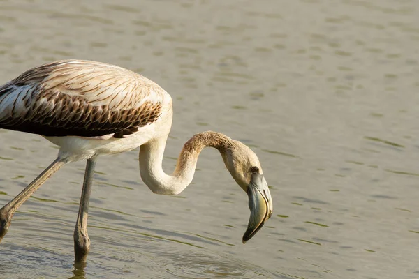 Zbliżenie Ujęcia Pięknej Wody Pitnej Greater Flamingo — Zdjęcie stockowe