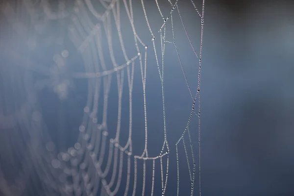 Primer Plano Tela Araña Cubierta Con Gotas Rocío Con Fondo —  Fotos de Stock