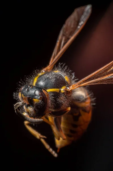 Arının Seçici Odak Noktası — Stok fotoğraf