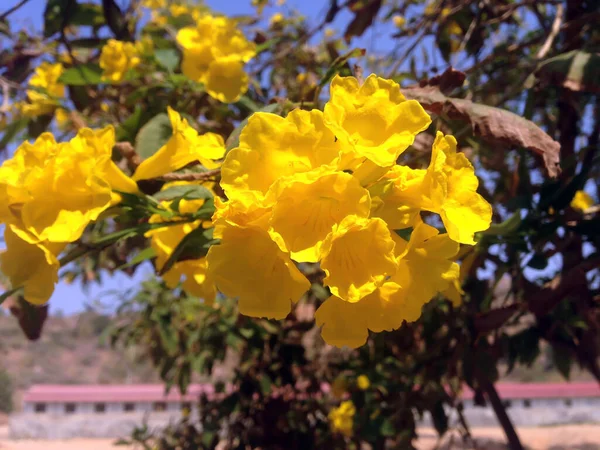 晴れた日の間に木の上に黄色のトランペットの花の閉鎖 — ストック写真