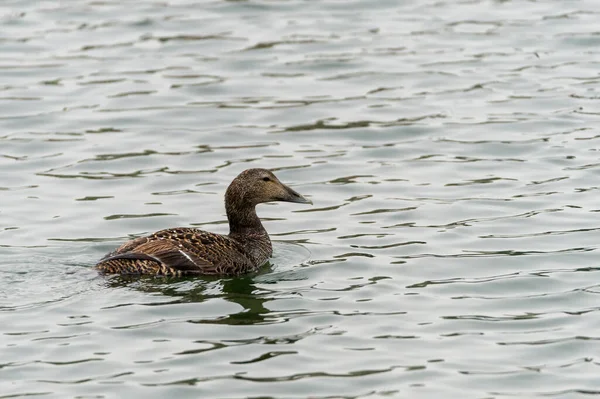 Eider Comum Fêmea Somateria Mollissima Nadando Mar Fundo Água Com — Fotografia de Stock