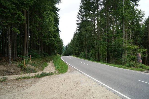 Camino Rodeado Árboles Altos — Foto de Stock