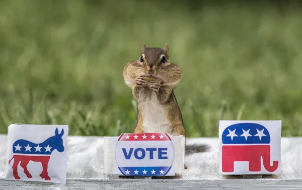 Chipmunk Stem Stand Verkiezingsconcept Kiest Partij Eet Pinda Voor Stemmen — Stockfoto