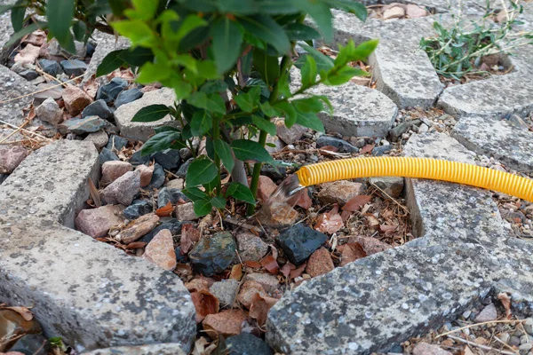 A newly planted small tree watering with a water hose in the street