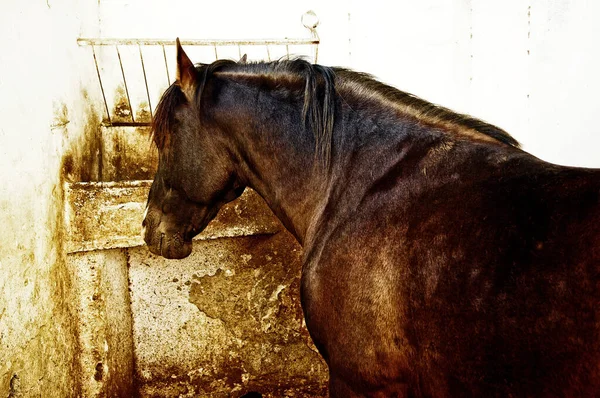 Primer Plano Caballo Marrón —  Fotos de Stock