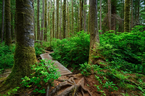 Forest Covered Greenery Sunlight Port Renfrew Vancouver Island Canada — Stock Photo, Image