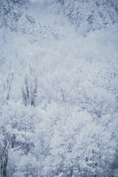 Vertical Shot Snow Covered Trees Forest — Stock Photo, Image