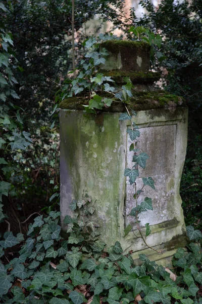 Uma Lápide Com Hera Num Antigo Cemitério — Fotografia de Stock