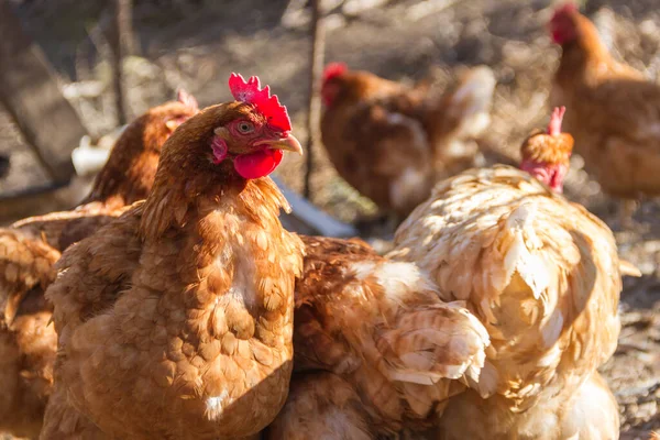 Vista Grupo Galiines Surtidos Gallinero Con Fondo Desenfocado — Foto de Stock