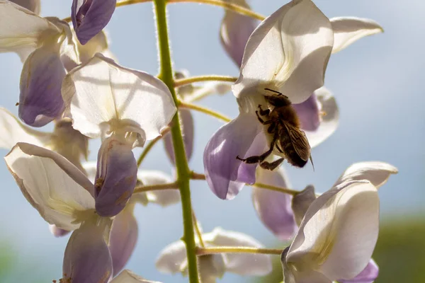 蜜蜂在白花上授粉的低角度镜头 — 图库照片