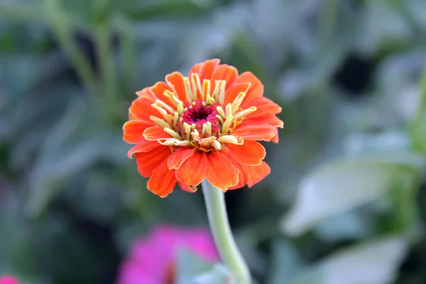 Ett Mjukt Fokus Orange Zinnia Blomma Trädgård — Stockfoto