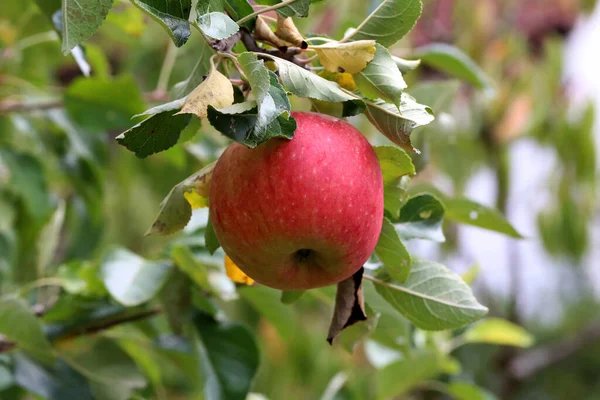 Zbliżenie Ujęcia Świeżych Jabłek Rosnących Drzewie — Zdjęcie stockowe