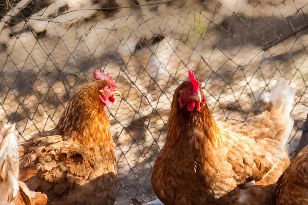 Zicht Een Groep Galiines Het Kippenhok Met Een Ongefocuste Achtergrond — Stockfoto