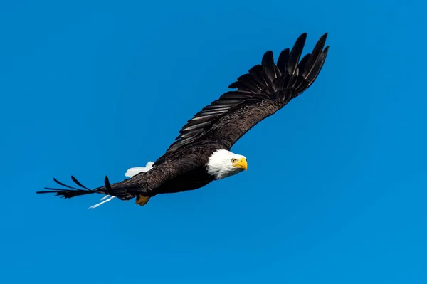 Low Angle Shot Flying Bald Eagle Sunlight Blue Sky Vancouver — Stock Photo, Image