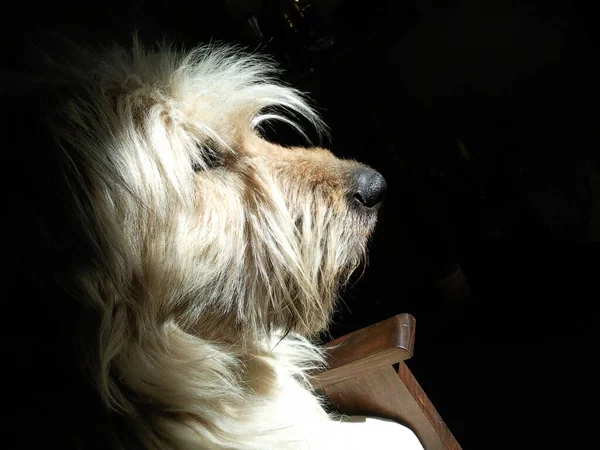 Een Closeup Shot Van Terrier Zwarte Achtergrond — Stockfoto