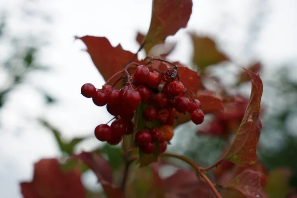 Closeup Shot Highbush Cranberry Branch — Stock Photo, Image