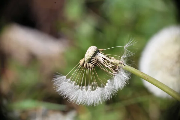 Een Close Shot Van Een Paardebloem — Stockfoto