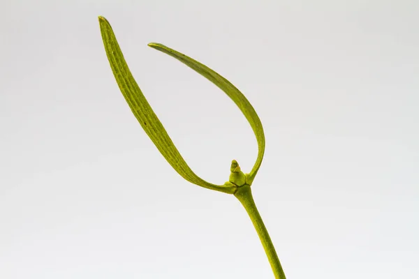 Closeup Mistletoe Isolated White Background — Stock Photo, Image