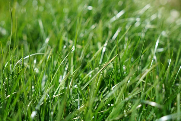 Primer Plano Una Hierba Verde Pequeñas Flores Campo Bajo Luz — Foto de Stock