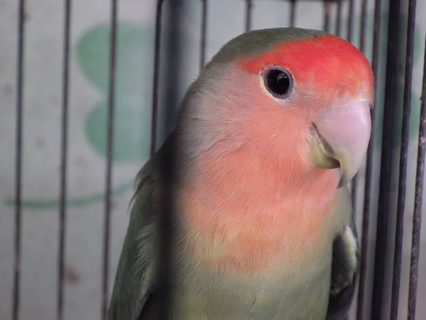 A closeup shot of a cute single Fischer\'s lovebird in a cage