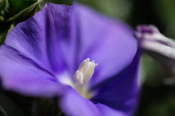 Ένα Κοντινό Πλάνο Ενός Μπλε Λουλουδιού Ιβίσκου — Φωτογραφία Αρχείου