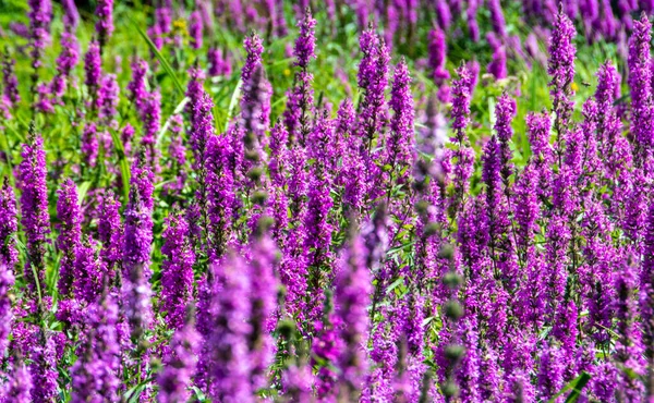 Lythrum Salicaria Kwiaty Polu — Zdjęcie stockowe