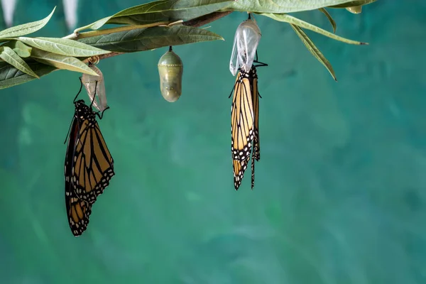 Dva Motýli Monarchové Danaus Plexippuson Sušící Křídla Kukle — Stock fotografie