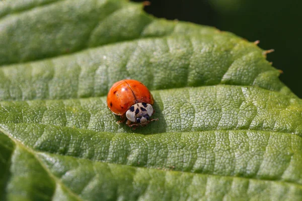 Closeup Shot Ladybug Green Leaf Sunny Day — Stock Photo, Image