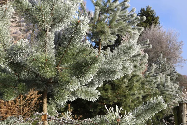 霜で覆われた松の木の枝の選択的な焦点ショット — ストック写真