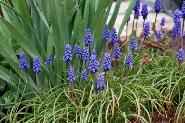 Primo Piano Bellissimi Giacinti Giardino — Foto Stock