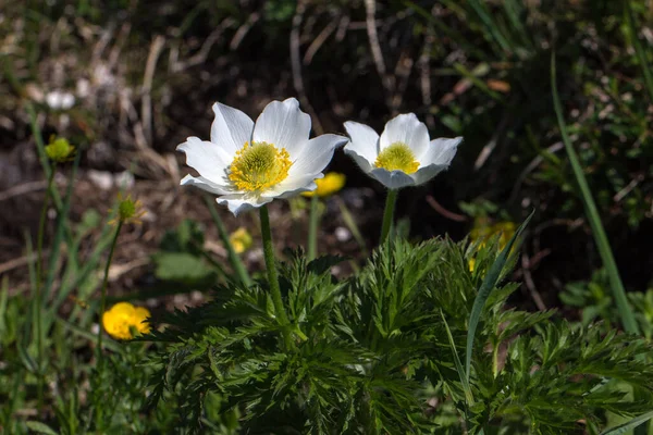 Zbliżenie Ujęcie Pięknych Kwiatów Adonis Parku — Zdjęcie stockowe