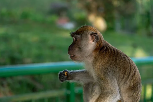 Jan 1970 Pensive Long Tailed Macaque Cercopithecine Primate Cute Monkey — Stock Photo, Image