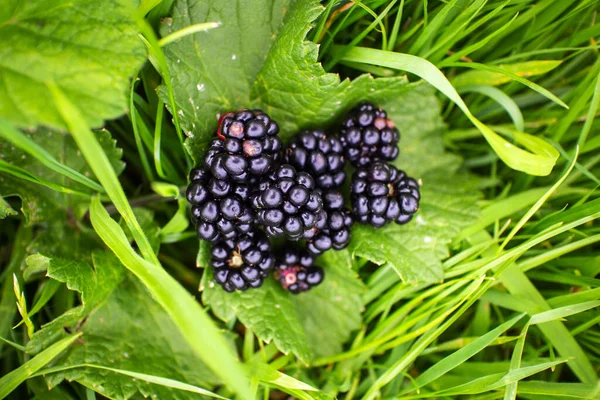 Hög Vinkel Skott Björnbär Buskar Ett Fält Solljuset — Stockfoto