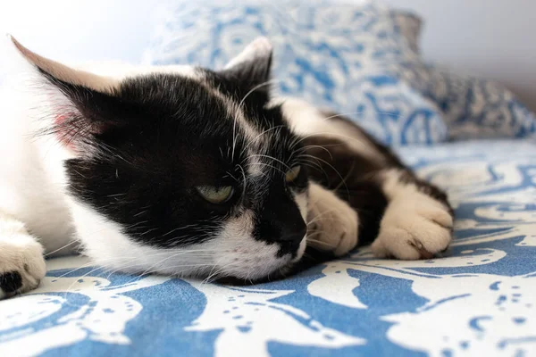 Gato Soñoliento Descansando Cama — Foto de Stock