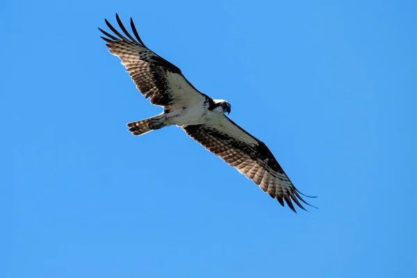Tiro Ângulo Baixo Osprey Voando Sob Luz Solar Céu Azul — Fotografia de Stock