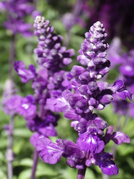 Plan Vertical Une Belle Fleur Sauge Violette — Photo