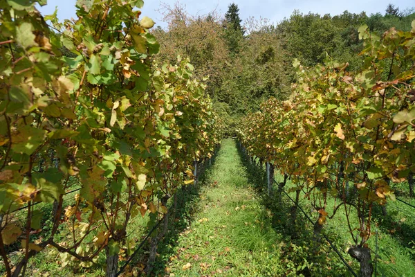 Winogrona Regionu Uprawy Winorośli — Zdjęcie stockowe
