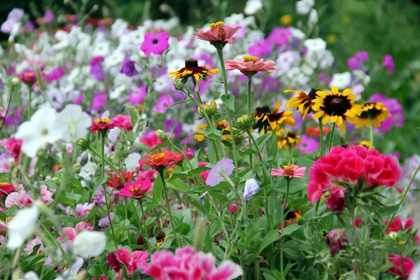 春には庭に咲く色とりどりの花々の柔らかな焦点 — ストック写真