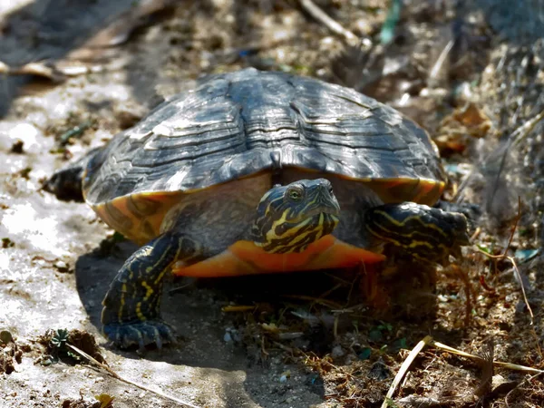 Крупный План Расписной Черепахи Солнечным Светом — стоковое фото