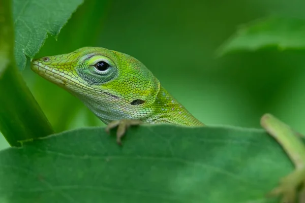 Primer Plano Geco Verde Una Hoja —  Fotos de Stock